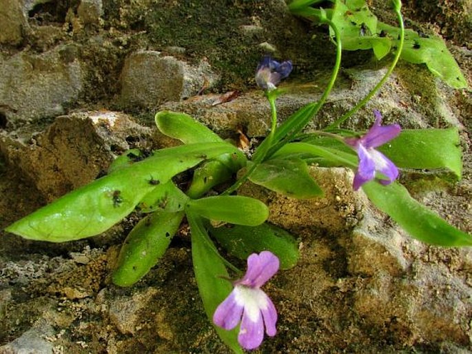 Pinguicula longifolia