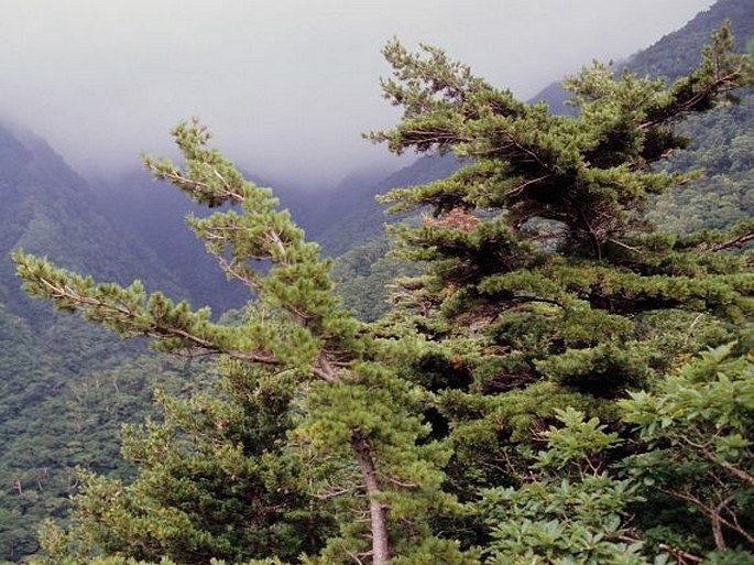 Pinus parviflora