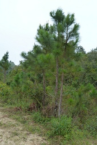 Pinus caribaea