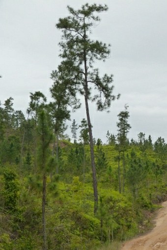 Pinus caribaea