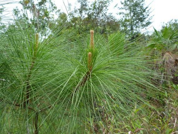 PINUS CARIBAEA Morelet – borovice karibská / borovica