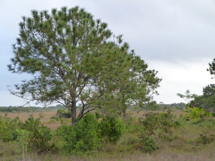 Pinus caribaea