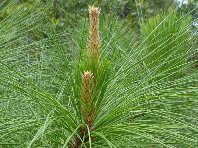 Pinus caribaea