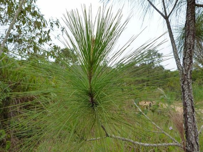 Pinus caribaea