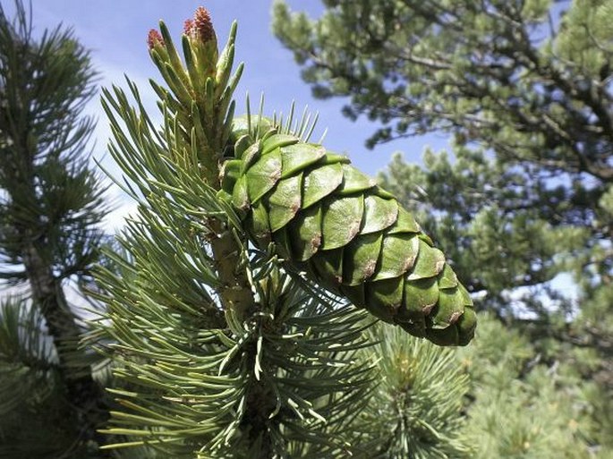 Pinus flexilis