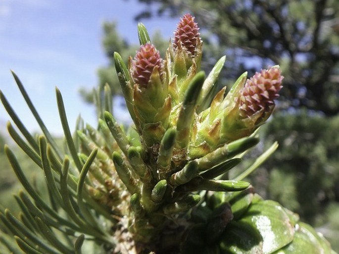 Pinus flexilis