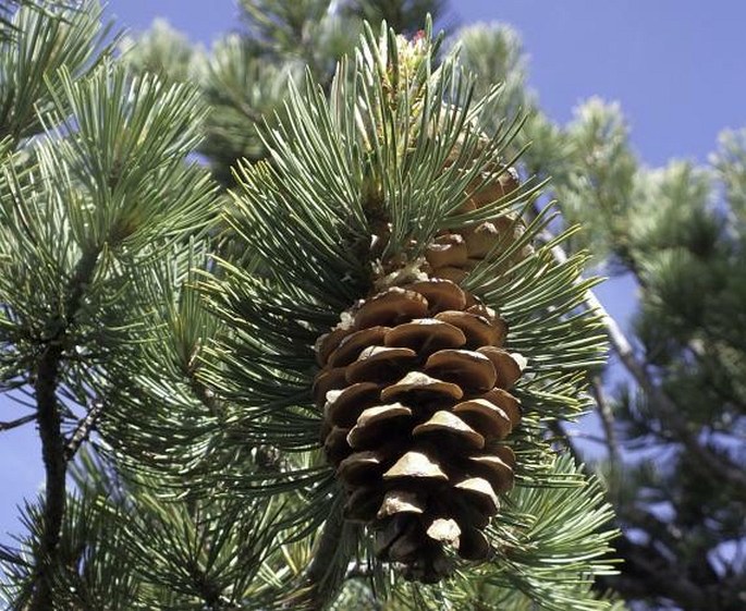 Pinus flexilis