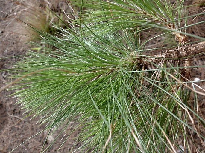 Pinus kesiya