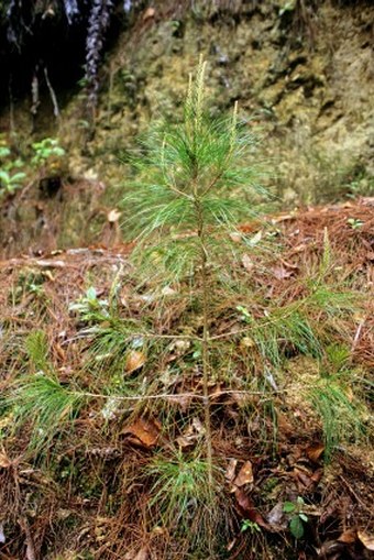 Pinus merkusii