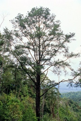 Pinus merkusii