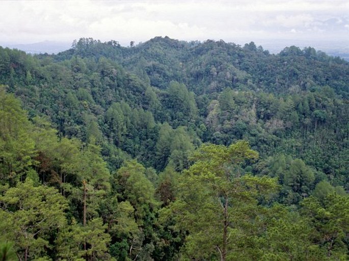 Pinus merkusii