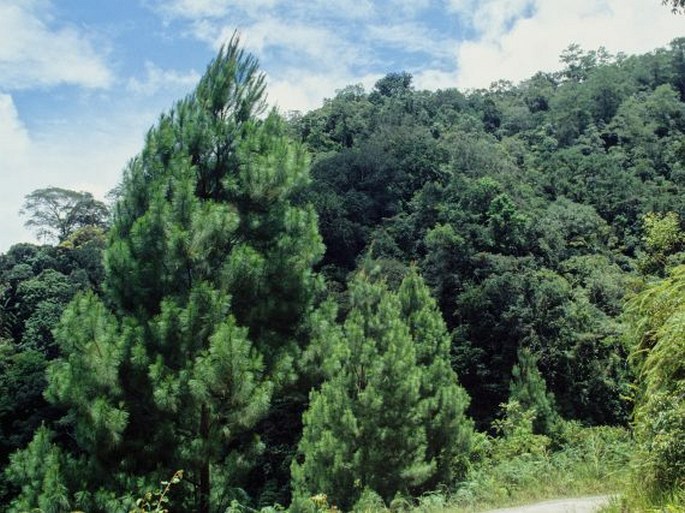 Pinus merkusii