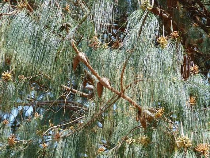 PINUS PATULA Schiede ex Schltdl. et Cham. – borovice rozložená / borovica