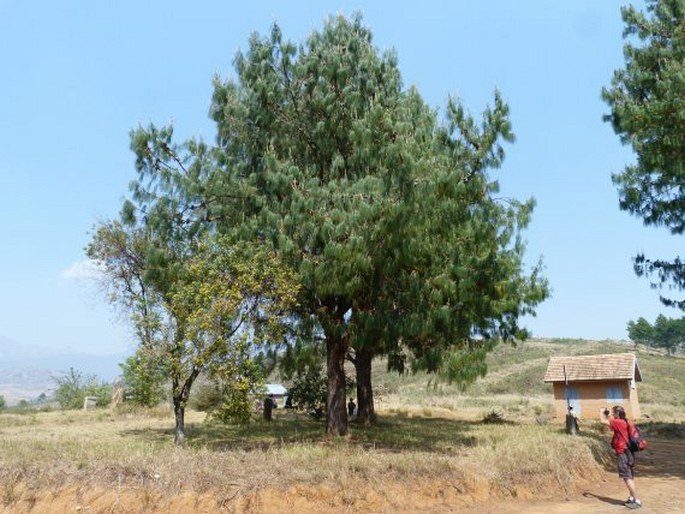 Pinus patula