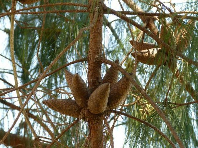 Pinus patula