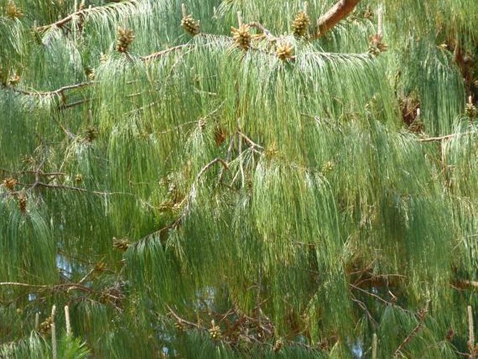 Pinus patula