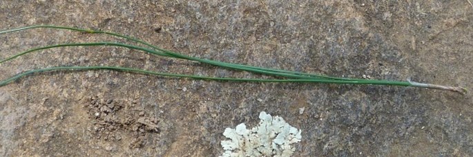 Pinus patula