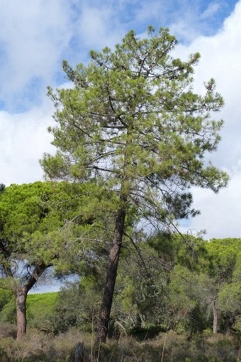 Pinus pinaster