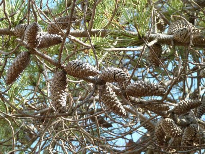 PINUS PINASTER Aiton – borovice přímořská / borovica