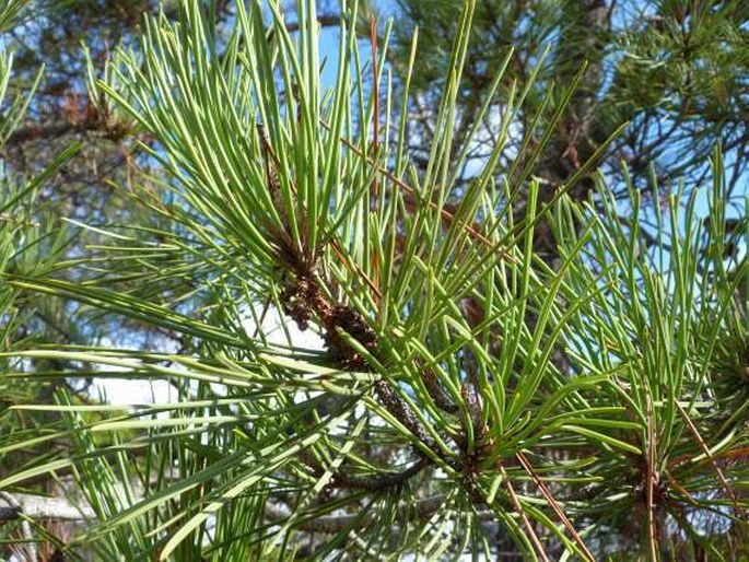 Pinus pinaster