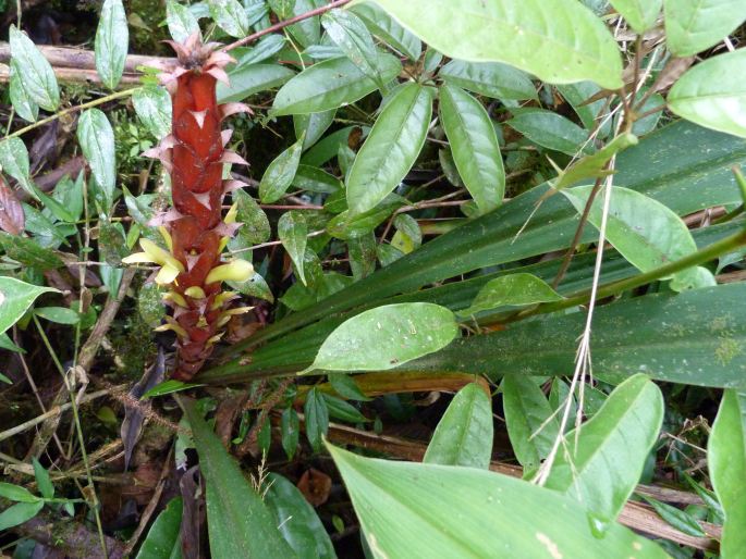 Pitcairnia atrorubens