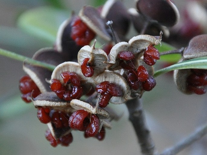 Pittosporum tobira