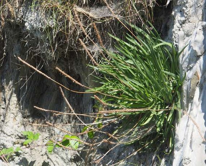 PLANTAGO MARITIMA L. - jitrocel přímořský / skorocel prímorský