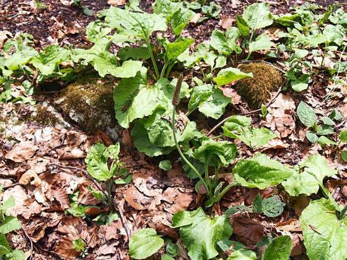 Plantago reniformis