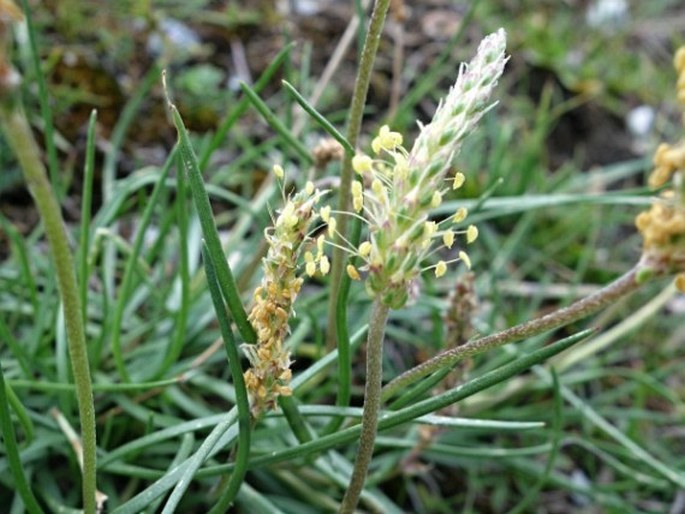 Plantago strictissima