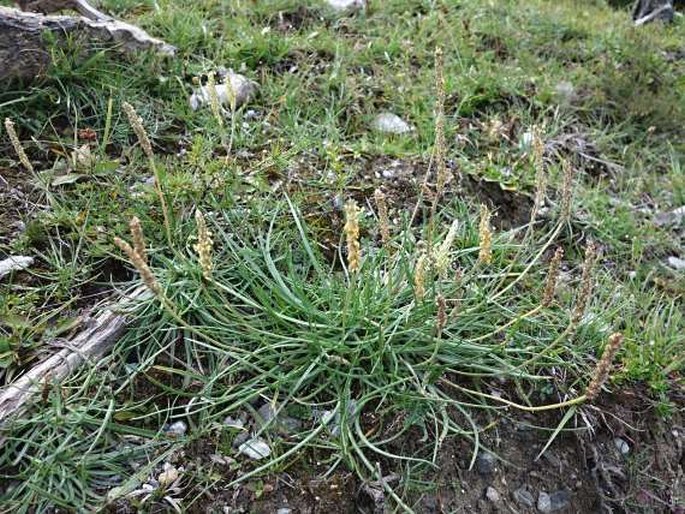 Plantago strictissima