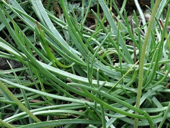 Plantago strictissima