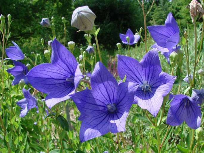 PLATYCODON GRANDIFLORUS (Jacq.) A. DC. – boubelka velkokvětá