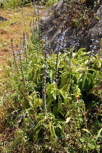 Plectranthus barbatus