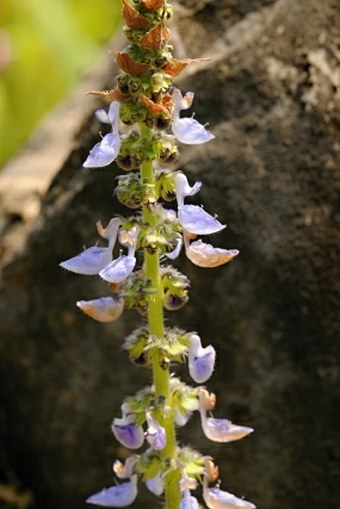 Plectranthus barbatus