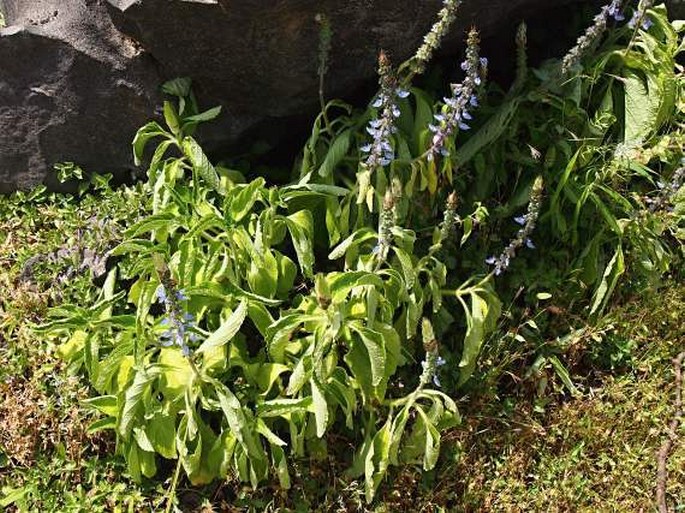 Coleus barbatus