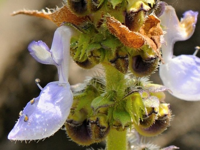 Coleus barbatus