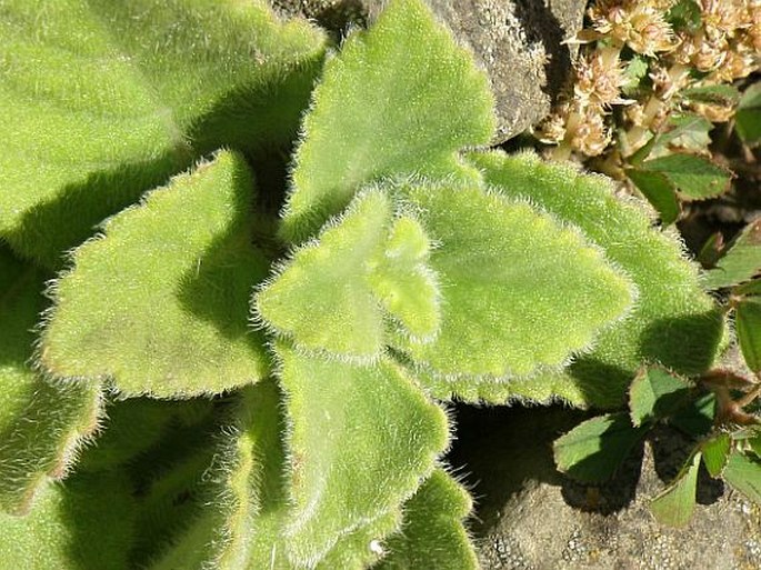 Coleus maculosus