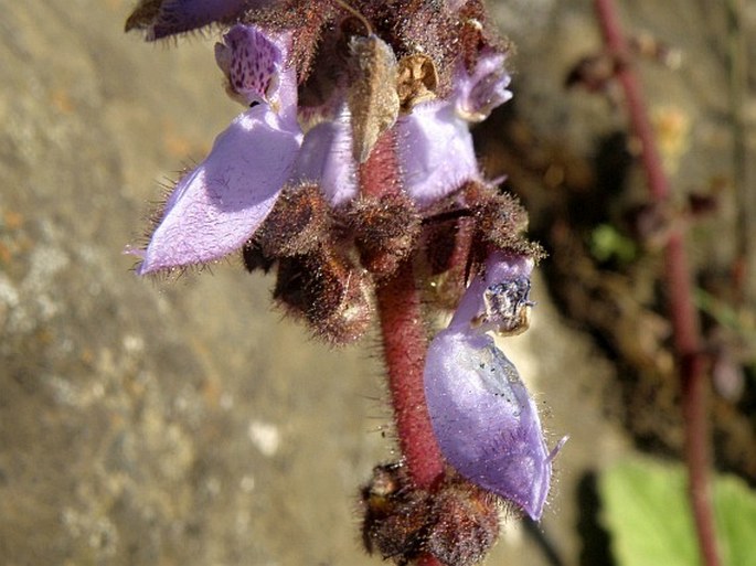 Plectranthus punctatus