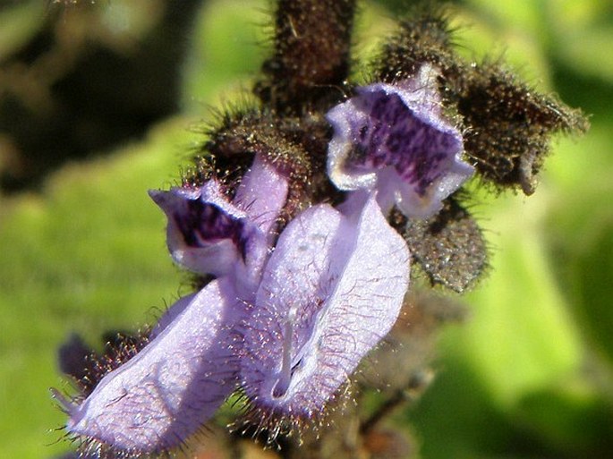 Plectranthus punctatus