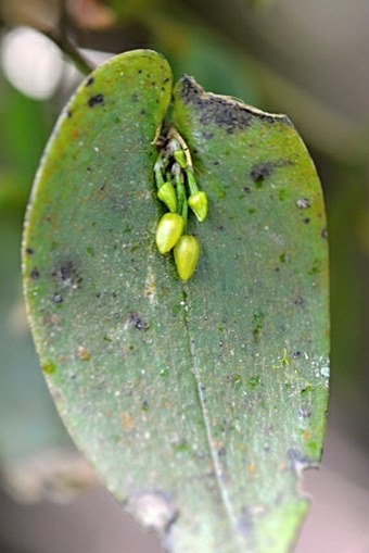 Pleurothallis bothros