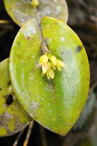 Pleurothallis bothros