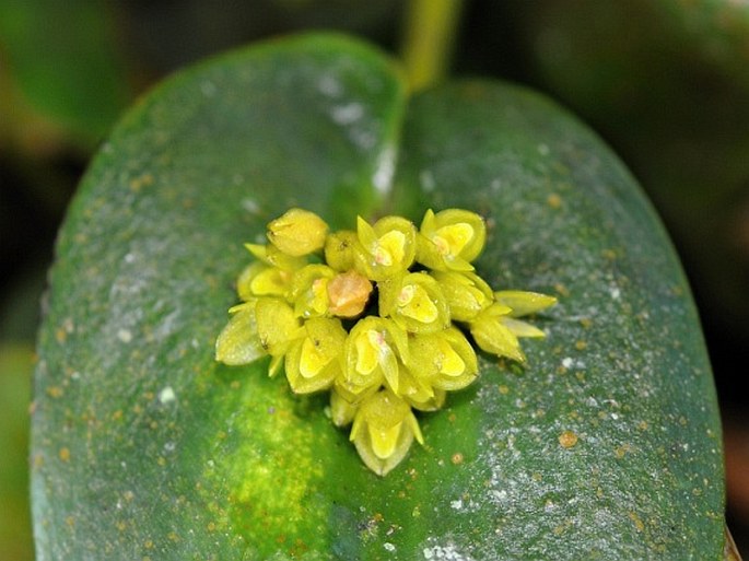 Pleurothallis bothros