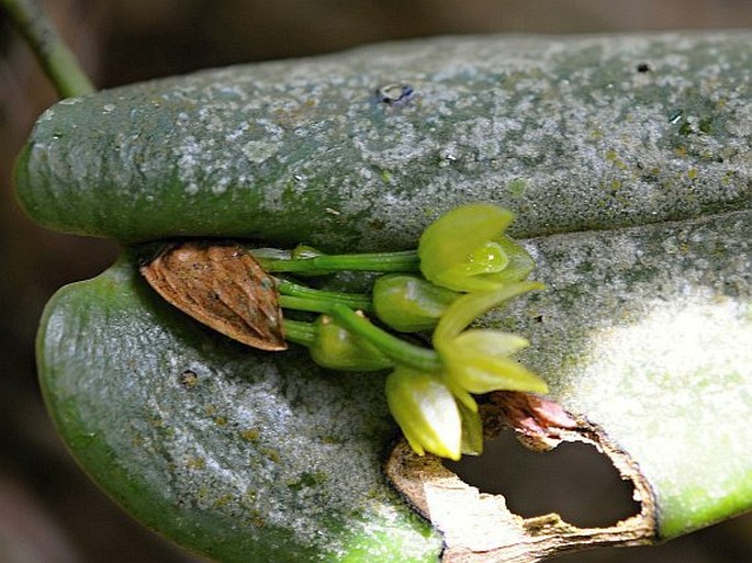 Pleurothallis bothros