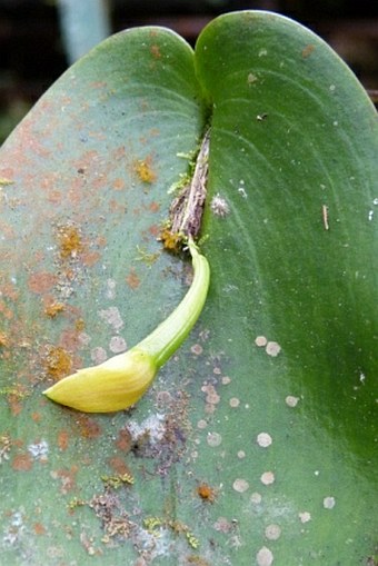 Pleurothallis cardiothallis