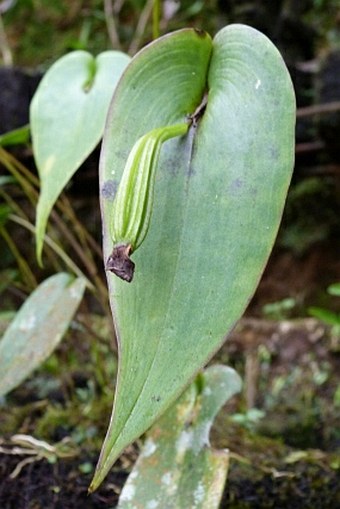 Pleurothallis cardiothallis