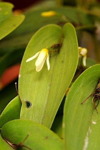 Pleurothallis crocodiliceps