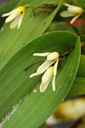 Pleurothallis crocodiliceps