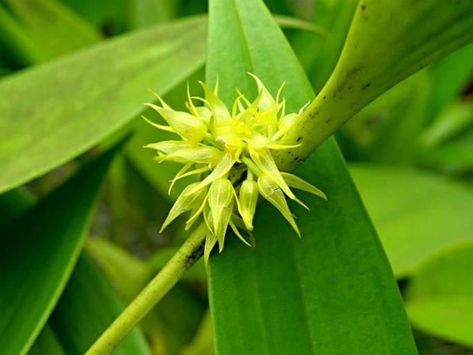 PLEUROTHALLIS RUSCIFOLIA (Jacq.) R. Br.