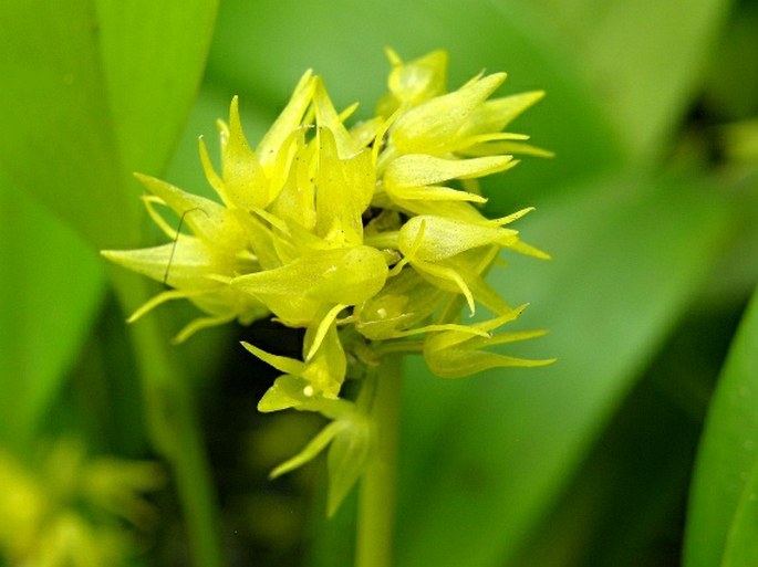 Pleurothallis ruscifolia