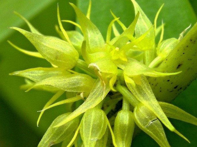 Pleurothallis ruscifolia